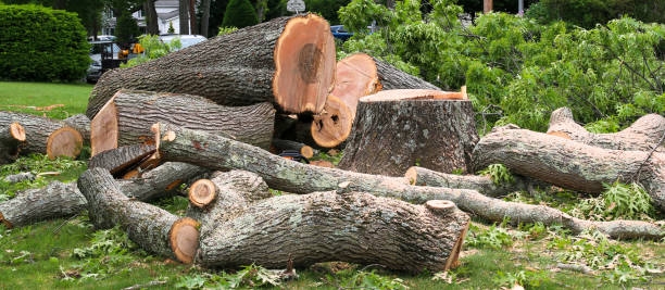 Best Tree Risk Assessment  in Noroton Heights, CT