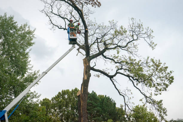 Best Tree Preservation Services  in Noroton Heights, CT