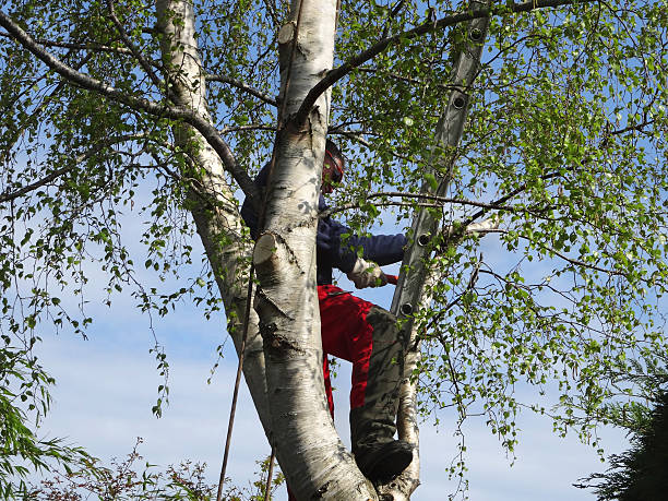 Best Tree Mulching  in Noroton Heights, CT