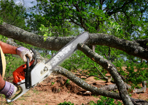 Best Hazardous Tree Removal  in Noroton Heights, CT